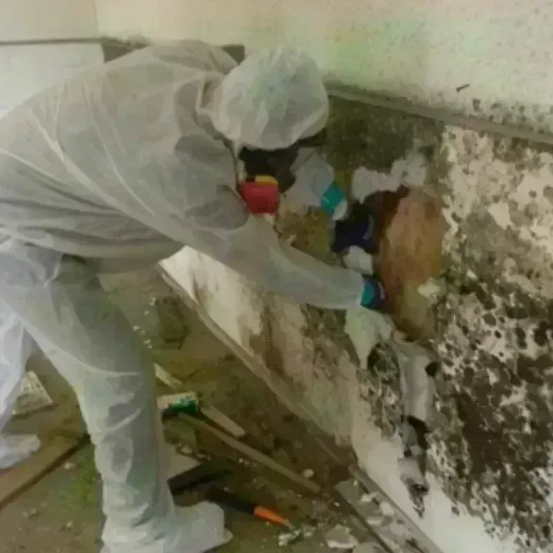 Mold Remediation and Removal in Mountain View, CA